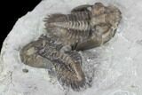 Two Greenops Trilobites - Hungry Hollow, Ontario #107546-3